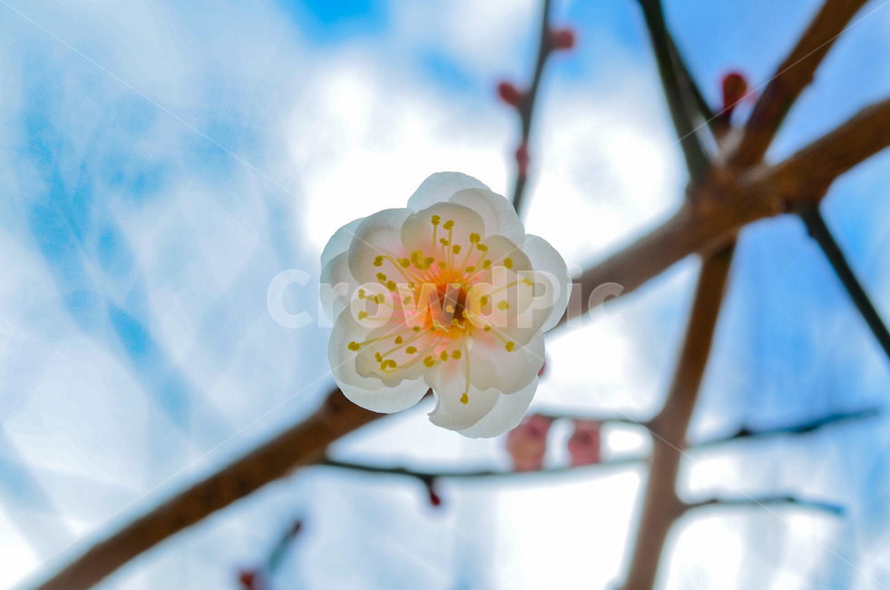 꽃,하얀꽃,매화,봄,하늘,flower,bloom,spring