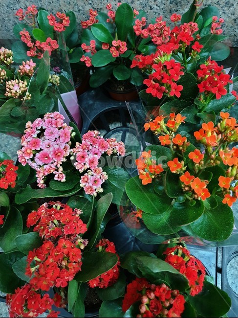 꽃,flower,식물,geranium,plant,꽃,flower