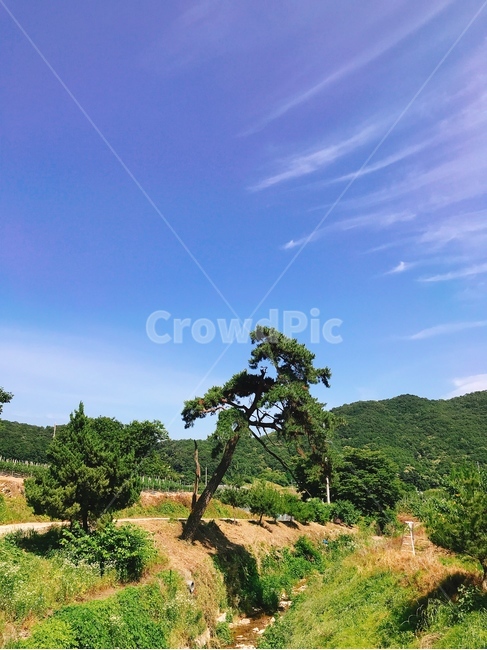 하늘,나무,풍경,시골,소나무,nature,자연,식물,자연,plants,nature,나무,trees,wood