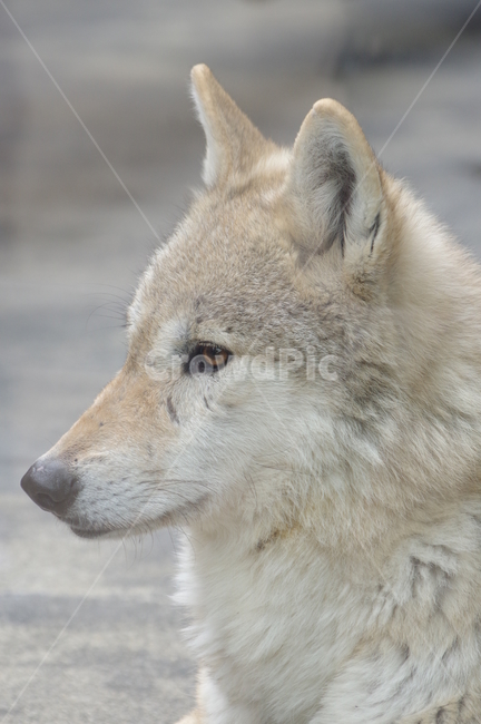 늑대,늑대옆모습,동물원,동물,wolf,동물,animal,포유류,mammal
