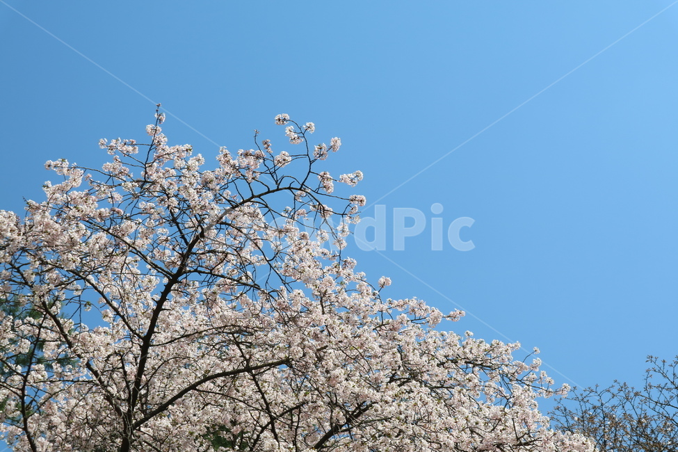 벚꽃,꽃,blossom,cherryblossom,spring