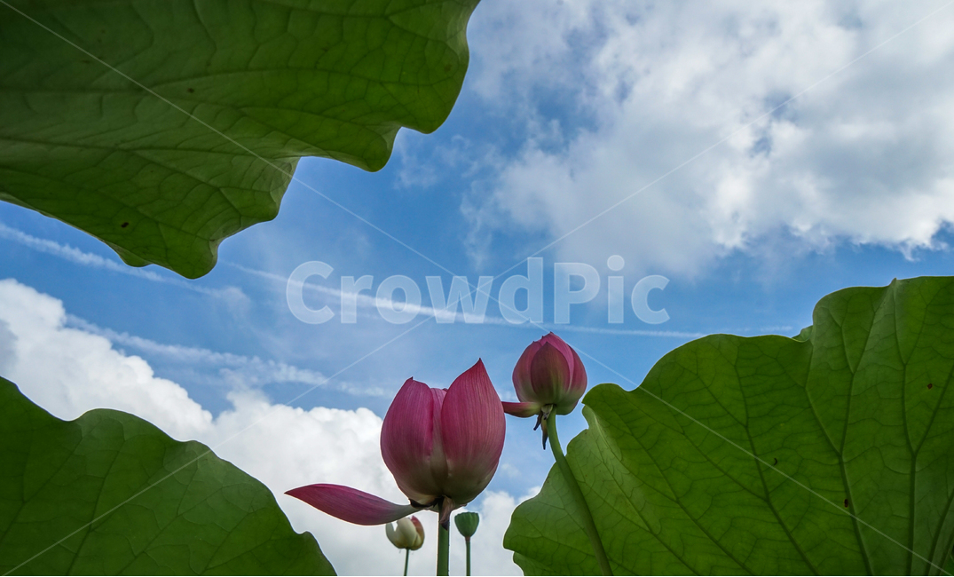 연,연꽃,연잎,하늘,수생,식물,식물,자연,plants,nature,꽃,flower