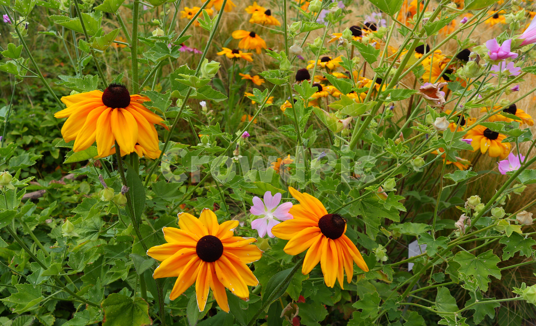 해바라기,꽃,풀,감성,자연,sunflower,색감,flower