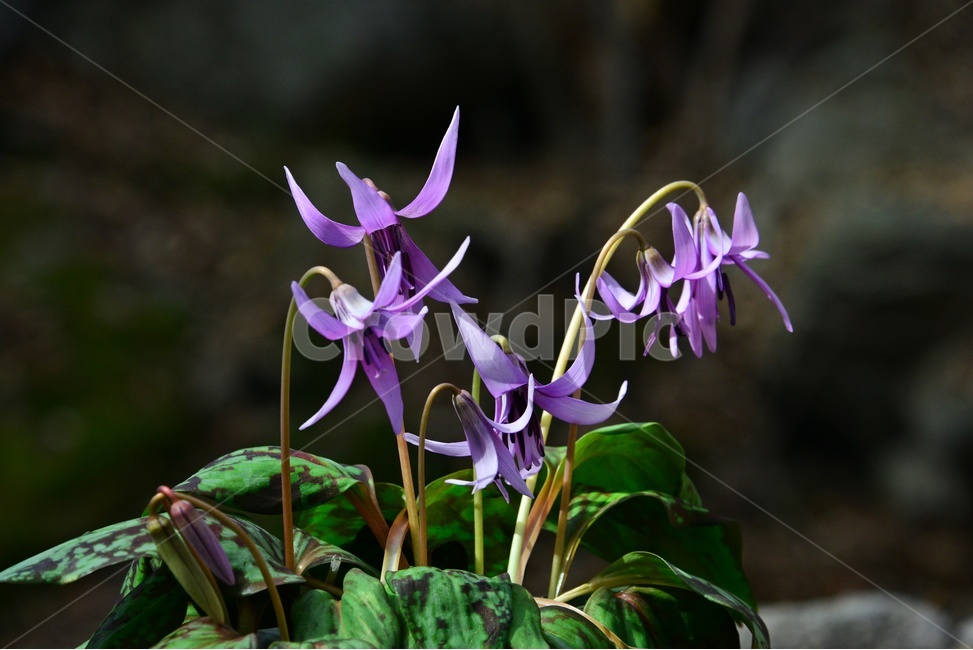 plant,식물,blossom,flower,꽃,얼레지,얼레지꽃,보라색,보라색꽃,봄꽃,봄,계절,식물,자연,plants,nature,꽃,flower