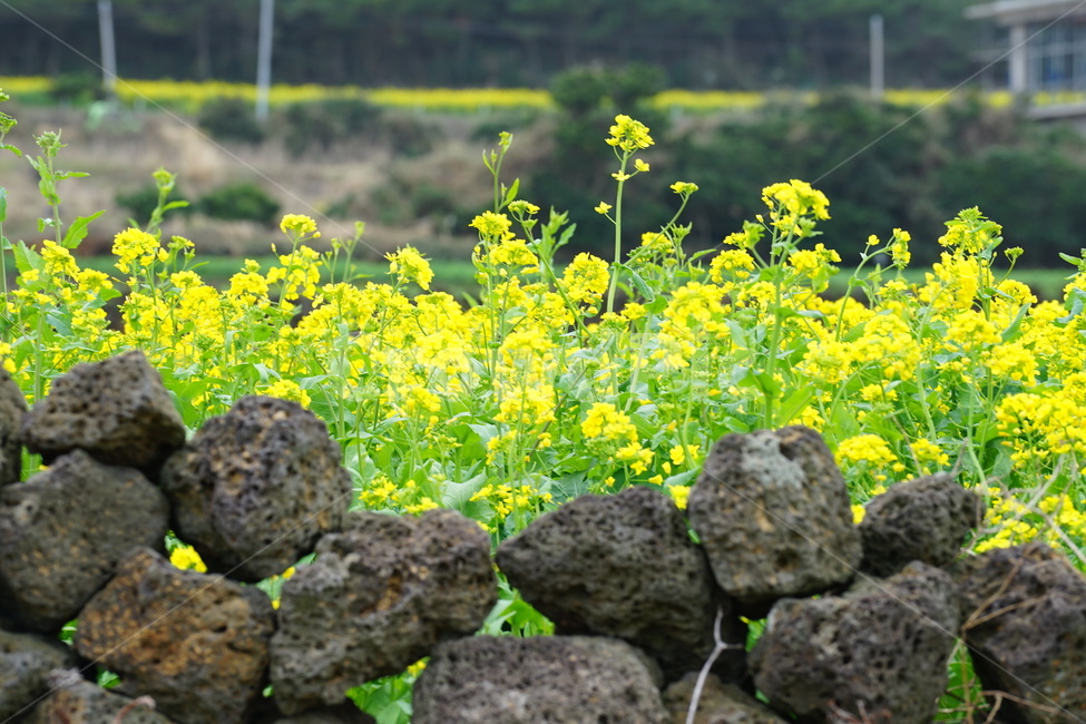 제주도,유채꽃,풍경,노랑,꽃,봄,계절,spring,season,제주도,jeju,jeju island,식물,자연,plants,nature,꽃,flower,plant