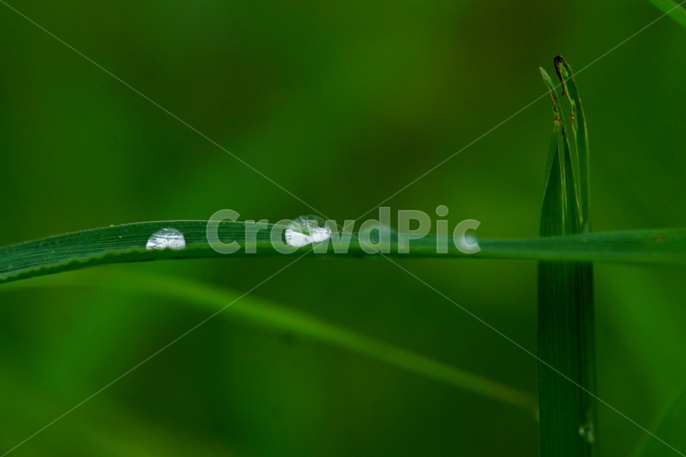 nature,자연,water,물,droplet,작은물방울,식물,자연,plants,nature