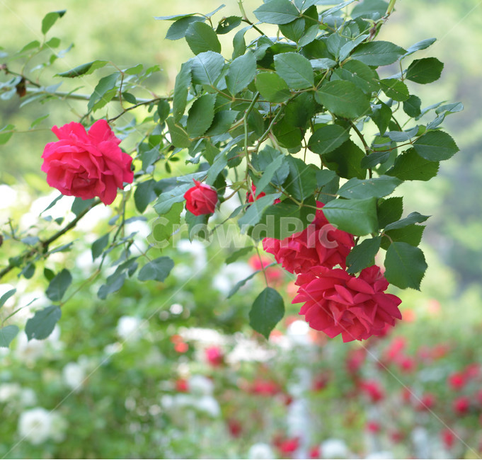 장미,꽃,식물,정원,봄,식물,자연,plants,nature,꽃,flower