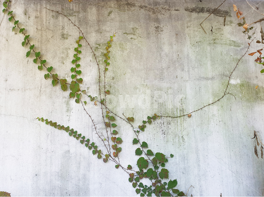 덩굴,덩쿨,담쟁이,담쟁이덩쿨,담쟁이덩굴,ivy,redivy,greenivy,plant,climbing