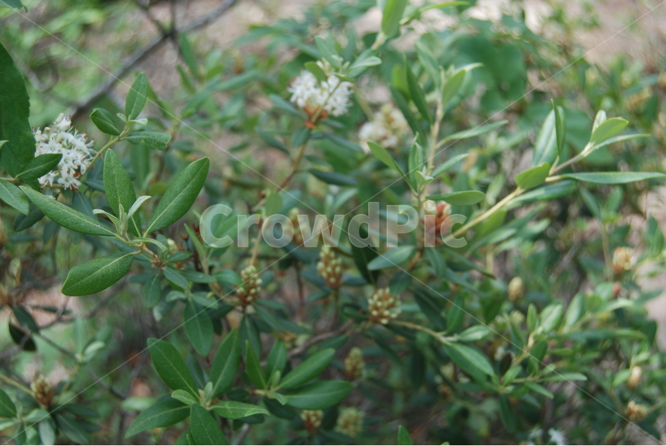 식물,야생화,들꽃,자연,봄,식물,자연,plants,nature
