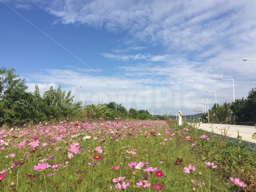 자연,도로,코스모스,하늘,자연경관,풍경,가을하늘,자유로,파란하늘,소풍,들판,꽃,가을,계절,fall,autumn,season,자연,풍경,nature,landscape,식물,plants,꽃,flower,outdoors,옥외,field,들,grassland,목초지,farm,농장,rural,농촌,meadow