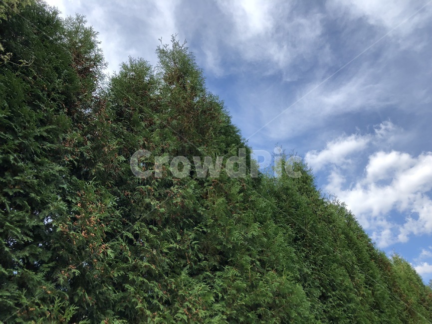 하늘,나무,침엽수,자연,가을,자연,풍경,nature,landscape,tree,plant,식물,fir,전나무