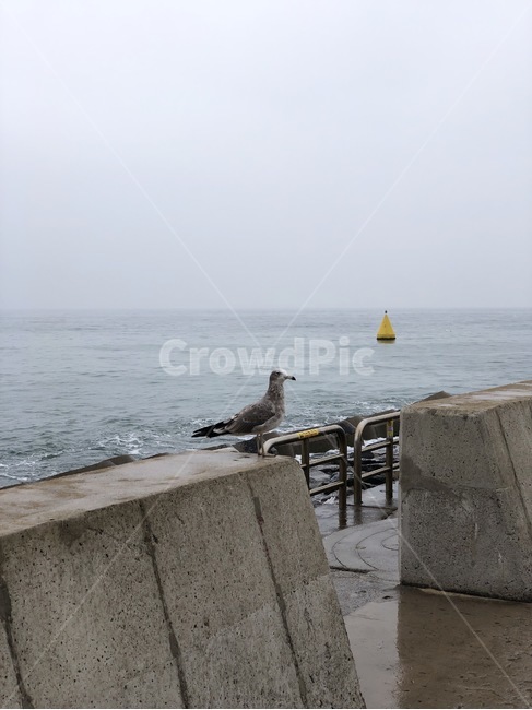 새,bird,갈매기,동물,바다,해운대,조류,새,birds