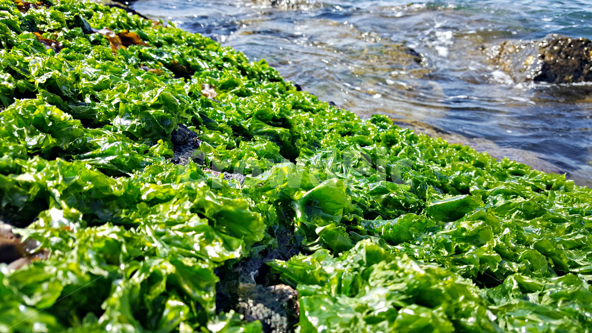파래,plant,식물,algae,조류