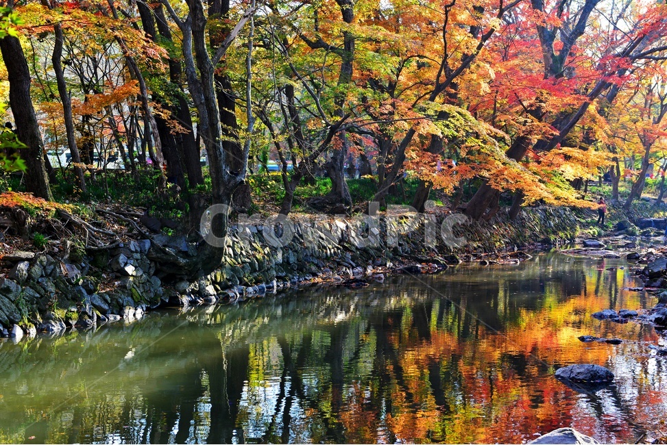 고창,선운사,도솔천,선운사가을,도솔천만추,계곡,가을,계절,추색,추경,만추,경치,경관,풍경,water,물,leaf,잎,nature,자연,outdoors,옥외,maple,단풍,plant,식물,tree,나무,treetrunk,나무줄기