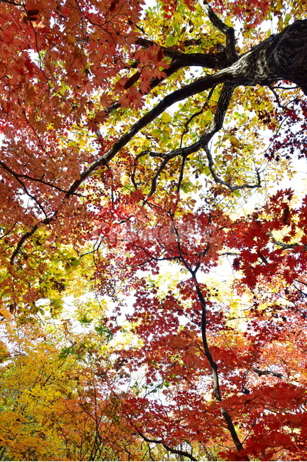 가을,단풍,울긋불긋,계절,시즌,아름다운,풍경,가을색,가을,계절,fall,autumn,season,leaf,잎,plant,식물,tree,나무,maple
