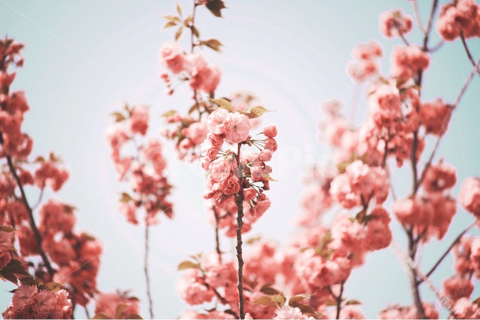 감성사진,꽃,벚꽃,겹벚꽃,민주공원,봄,spring,flower,cherryblossom,봄,계절,spring,season,식물,자연,plants,nature,꽃,flower,감성,sensible,feeling,plant