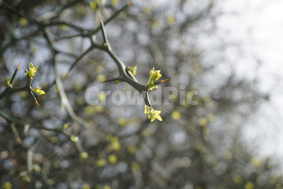봄,4월,탱자나무,탱자나무가시,연두색,새순,봄,계절,spring,season,식물,자연,plants,nature