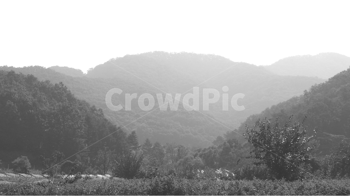 산,나무,숲,흑백,흑백사진,감성,감성사진,사진,mountain,forest,sensitivility,blackwhite,tree,풍경,자연,nature,시골감성,시골풍경,자연,풍경,nature,landscape,한국자연풍경,한국자연경관,korea nature landscape,흑백,모노톤,monochrome,black and white,outdoors,옥외