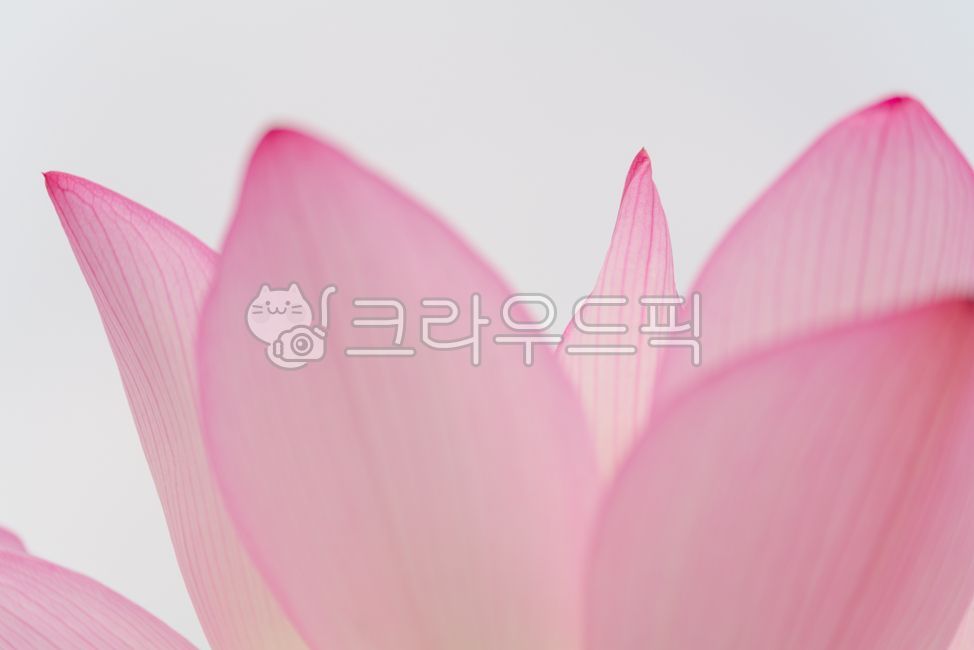 연꽃,꽃잎,여름,불교,꽃,식물