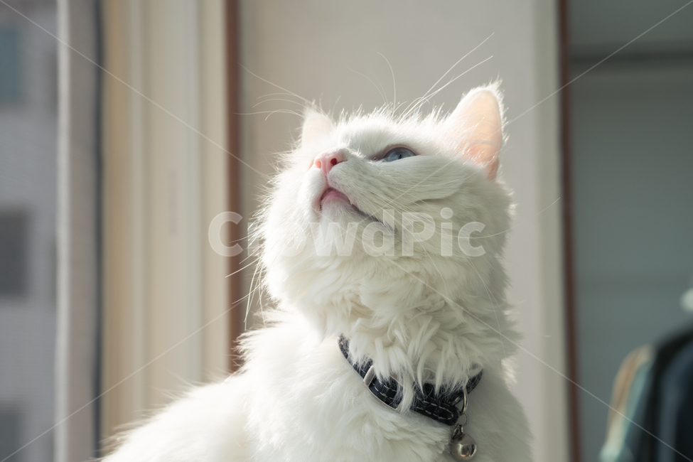 고양이,반려묘,옆모습,얼굴,햇빛,daylight,cat,kitty,side,head,수염,whiskers,방울,bell,collars,동물,animal,포유류,mammal,고양이,cat,kitten,kitty