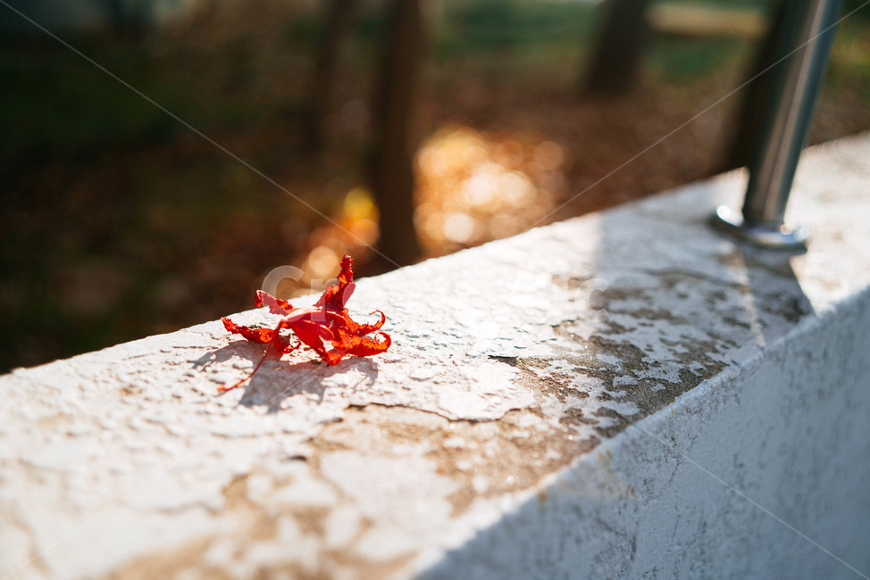 가을,햇살,단풍,낙엽,붉은단풍,가을,계절,fall,autumn,season,식물,자연,plants,nature