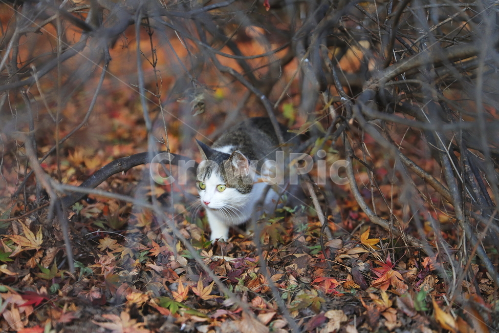 manx,맨섬사람,cat,고양이,pet,애완동물,animal,동물,mammal,포유류,leaf,잎,plant,식물,동물,animal,포유류,mammal,고양이,cat,kitten,kitty