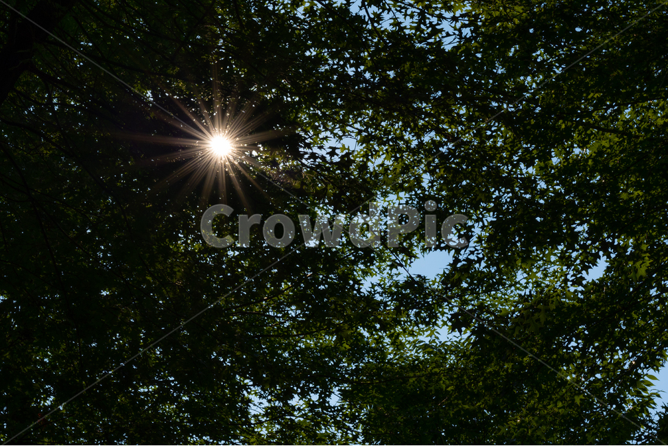 땡볕,햇살,그늘,나무,나뭇잎,하늘,오뉴월,공원,자연,풍경,nature,landscape,light,빛,flare,플레어