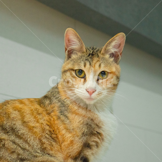 고양이,길고양이,동물,cat,animal,애완묘,귀여움,집사,냐옹이,야옹,meow,fluffy,fur,cute,cuteness,adorable,삼색고양이,초상화,portrait,straycat,kitty,kitten,암컷고양이,얌전,동물,animal,포유류,mammal,고양이,cat,kitten,kitty