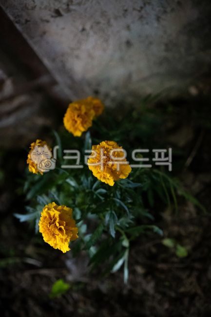 천수국,식물,길가에핀꽃,plant,자연