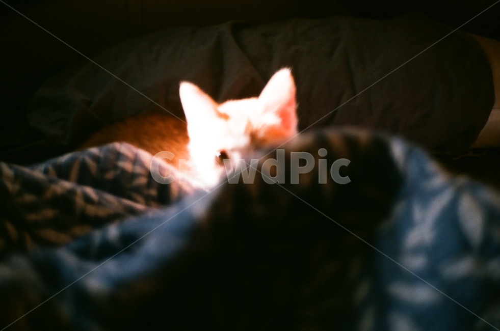 고양이,길고양이,집고양이,사랑스러운,천사,사랑,사랑해,동물,animal,포유류,mammal,고양이,cat,kitten,kitty