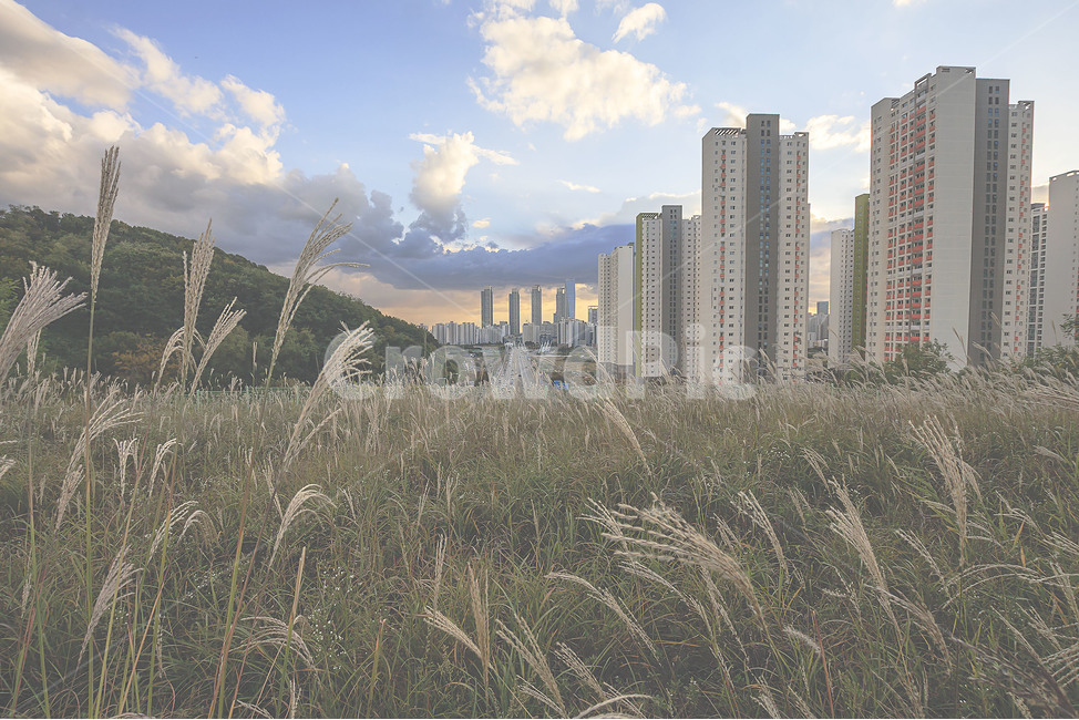 풍경,일몰,도심속자연,억새,억새밭,landscape,sunset,urbannature,miscanthus,도시,풍경,city,landscape,한국도시풍경,한국도시경관,korea cityscape,grass,잔디,plant,식물,lawn,reed,갈대