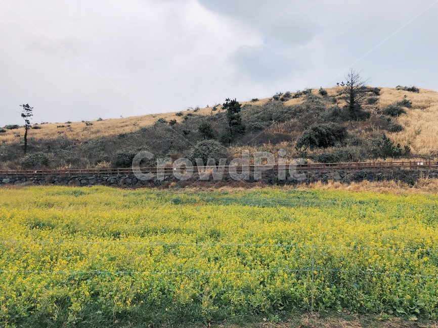제주도,유채꽃,밭,자연,흐림,자연,풍경,nature,landscape,한국자연풍경,한국자연경관,korea nature landscape,제주도,jeju,jeju island,grassland,목초지,outdoors,옥외,field,들