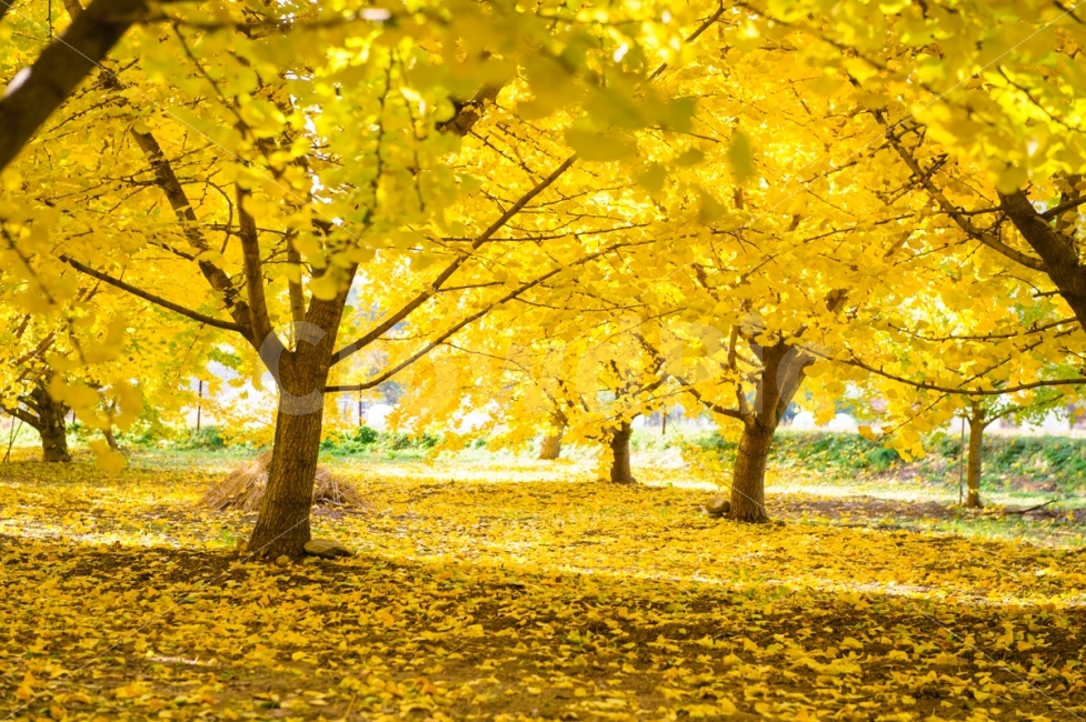 여행,은행나무,은행,노랑,은행잎,가을,사진,빛,가을,계절,fall,autumn,season,자연,풍경,nature,landscape,식물,plants,나무,trees,wood,tree,plant