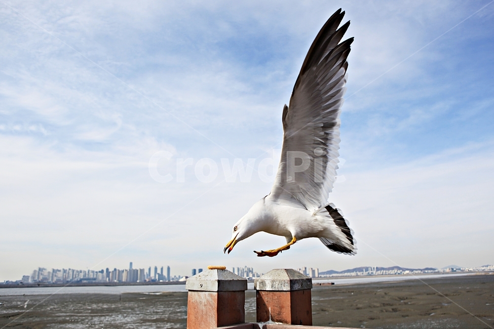 갈매기,조류,새,배경,자연,풍경,하늘,풍광,동물,animal,조류,새,birds