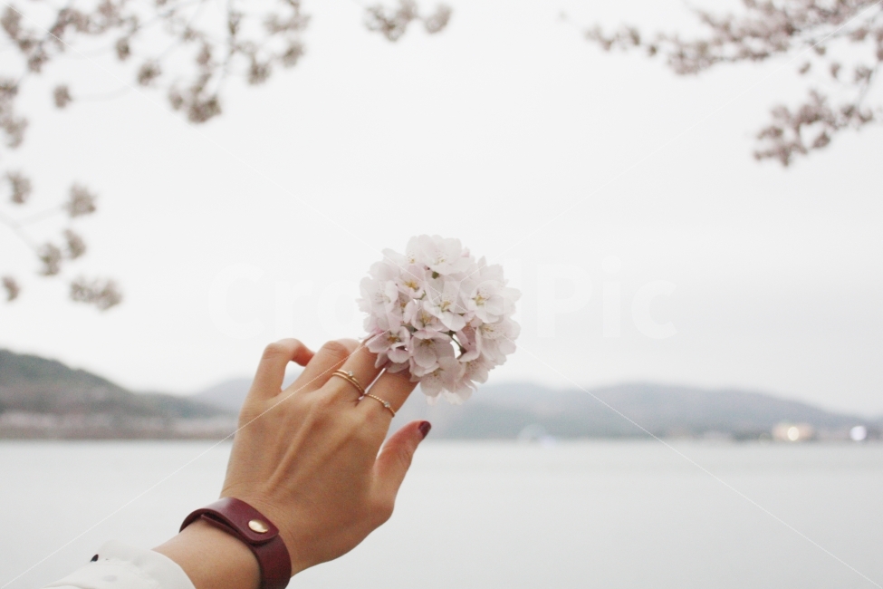 Travel,Cherry Blossoms,Cherry Blossom Viewing,Lake,Spring,Gyeongju