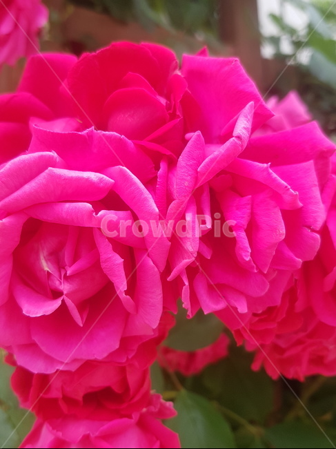 장미,로즈,rose,red,bluesky,파란하늘,꽃,flower,redflower,pretty,beautiful,pure,식물,자연,plants,nature,꽃,flower