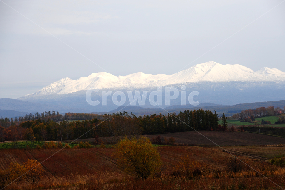 일본,홋카이도,비에이,설산,초원,나무,가을,겨울,자연,풍경,nature,landscape,시골,마을,country,rural,town,해외,외국,세계,foreign,oversea,world,세계자연풍경,해외자연풍경,외국자연풍경,world nature landscape,outdoors,옥외,abies,아비,tree,plant,식물,fir,전나무