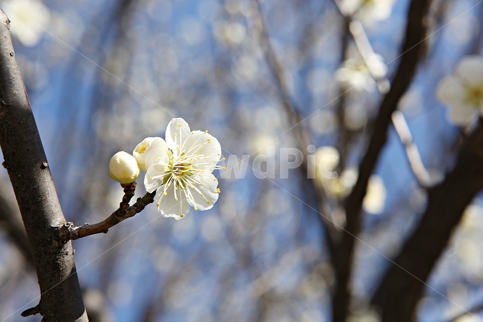 매화,매화꽃,꽃,꽃잎,봄꽃,봄,식물,자연,공원,식물,자연,plants,nature,꽃,flower