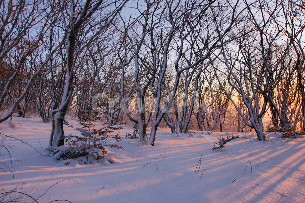 선자령,겨울,설경,일출,풍경,겨울,계절,winter,season,자연,풍경,nature,landscape,outdoors,옥외