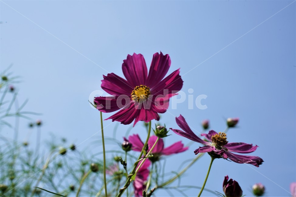 코스모스,cosmos,국화과,plant,식물,flower,꽃,daisy,데이지,식물,자연,plants,nature,꽃,flower