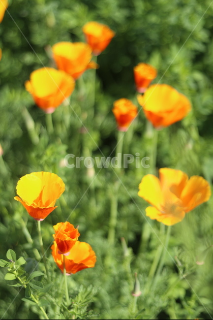 양귀비,빛,화려함,강렬함,고귀함,식물,자연,plants,nature,꽃,flower