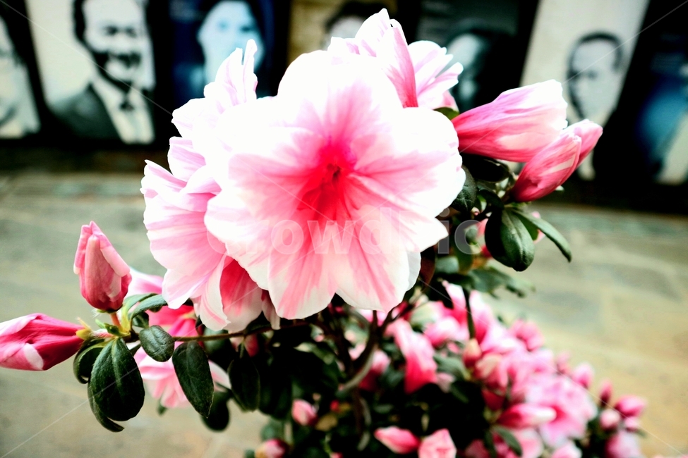 plant,식물,blossom,꽃,flower,분홍,흰색,하얀