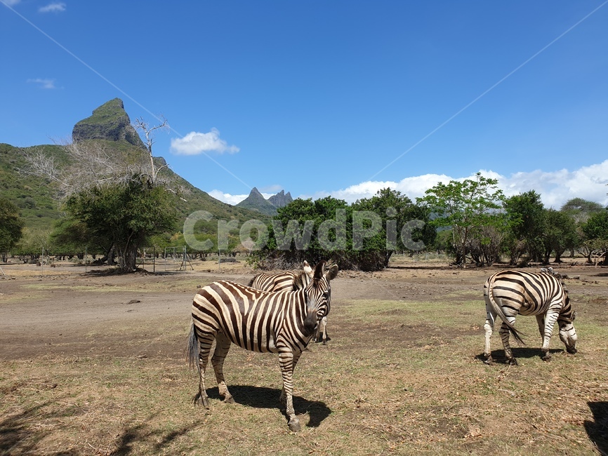 animal,동물,mammal,포유류,야생동물,wildlife,얼룩말,zebra,아프리카,초원,동물,animal,포유류,mammal