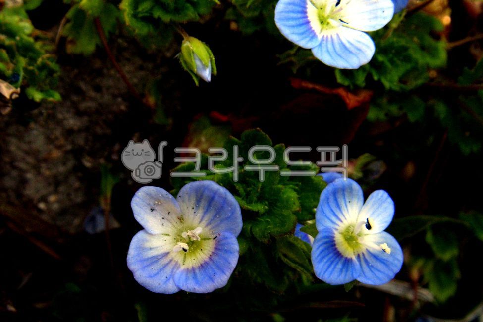 개불알풀,야생화,한해살이,농촌,들녘,둑,파란색꽃,푸른,blue,flower,fieldflowers,현삼과,짧은털,rural,들판,field