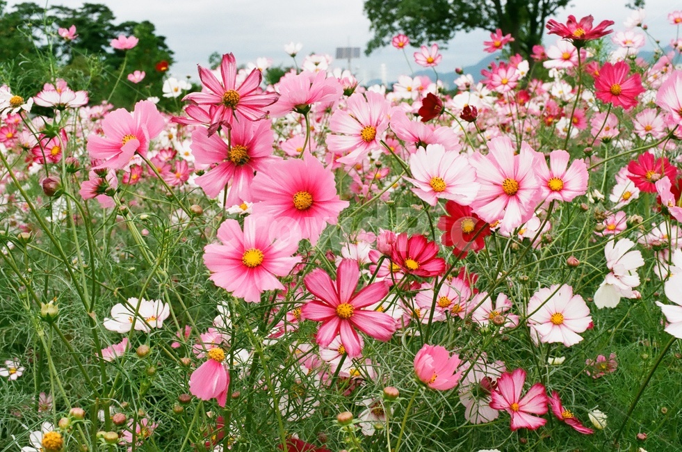 코스모스,plant,식물,flower,꽃,blossom