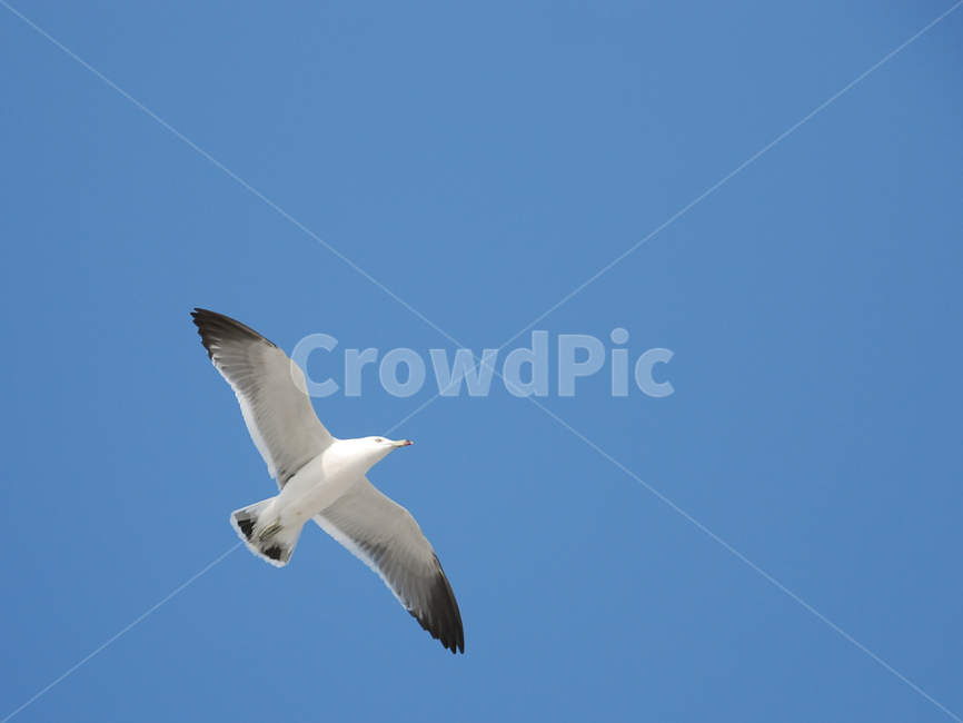 flying,갈매기,바다새,괭이갈매기,blacktailedgull,seagull,bird,새,나는,동물,동물,animal,조류,새,birds