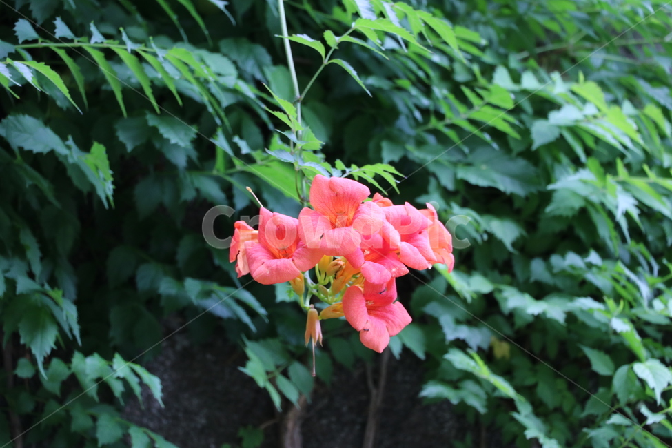 능소화,꽃,여름꽃,덩쿨꽃,기생화,식물,자연,plants,nature,꽃,flower