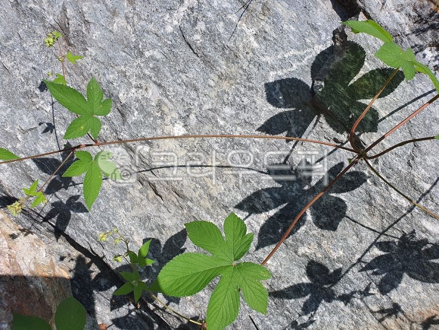 cute leaves,pretty leaf,leaf,fresh leaves