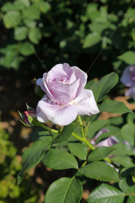 장미,장미꽃,5월,6월,flower,rose,보라장미,보라색,식물