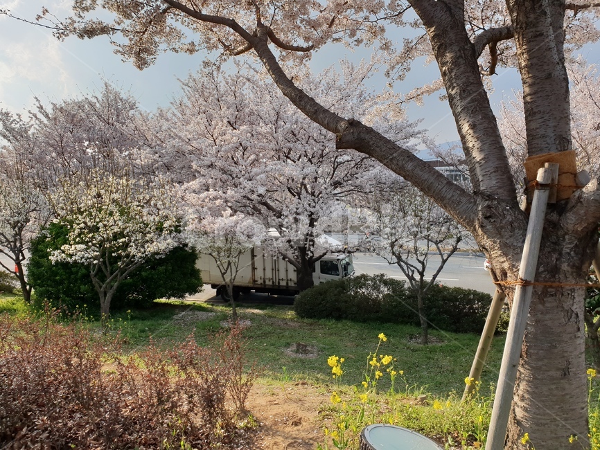 꽃,벚꽃,벚꽃들,4월,유채